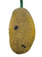 Jack fruit on the tree, hanging from a branch. Closeup of a young jackfruit on a white background. photo