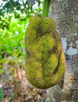 Jack fruit on the tree, hanging from a branch. Closeup of a young jackfruit. photo