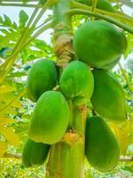 Papaya, hanging from a branch on the tree. Closeup of young Papaya. Green Papaya bunch on the tree. photo