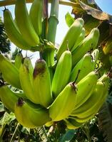 banana, colgando desde un rama en el árbol. de cerca de joven plátanos verde plátano manojo en el árbol. foto