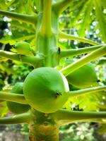 Papaya, hanging from a branch on the tree. Closeup of young Papaya. Green Papaya bunch on the tree. photo