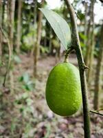 Green lemon hanging on a tree. Closeup of fresh green lime in blurred garden background. Fresh green lemon tree. photo