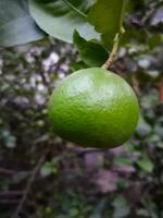 Green lemon hanging on a tree. Closeup of fresh green lime in blurred garden background. Fresh green lemon tree. photo