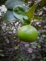 Green lemon hanging on a tree. Closeup of fresh green lime in blurred garden background. Fresh green lemon tree. photo