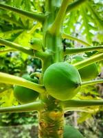 Papaya, hanging from a branch on the tree. Closeup of young Papaya. Green Papaya bunch on the tree. photo