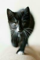 Cute Black with white spots little cat is coming photo