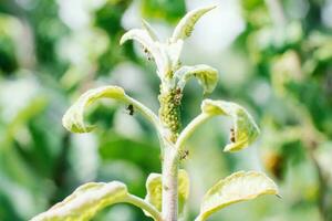 Aphid on an Apple tree branch, selective focus. Garden pests photo