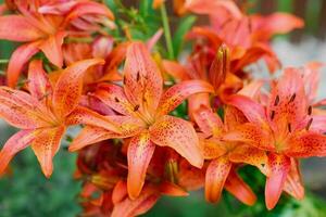 Orange lilies grow in the garden in summer. Flower background photo