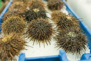 Sea urchins on the counter in the store or in the market. Selective focus photo