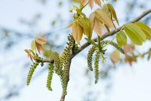 Catkins flowers bloom on a walnut tree in spring against a blue sky photo