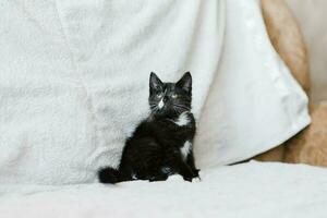 A small black cat with white spots is sitting on the sofa and looking up attentively photo