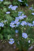 Cute delicate blue flax flowers in summer photo