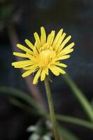 de cerca de un soltero diente de león, taraxacum en el primavera Brillo Solar foto