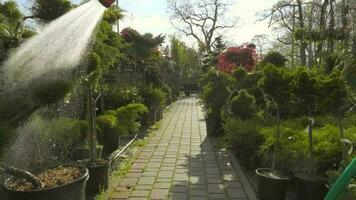 Bewässerung Pflanzen zum Verkauf im das Garten Geschäft video