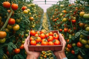 cosecha rojo Tomates en un invernadero caja de Tomates en mano generativo ai foto