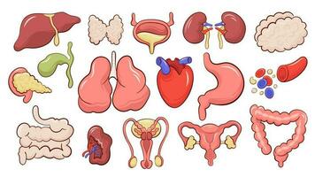 Set of isolated icons with  different human internal organs cartoon style vector