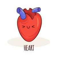 Heart character, cartoon mascot with funny face. Heart human anatomy training card vector