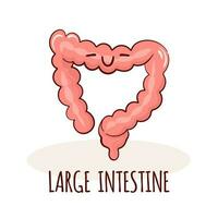 Large intestine character, cartoon mascot with funny face. Large intestine human anatomy training card vector