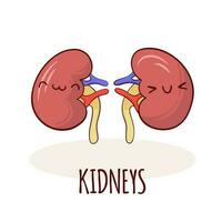 Kidneys character, cartoon mascot with funny face. Kidneys human anatomy training card vector