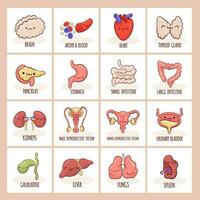 Set of training cards with cartoon style characters of different human internal organs vector