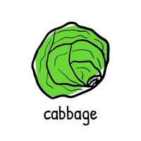 Close up of fresh cabbage doodle icon, green hand drawn vegetable with its name vector