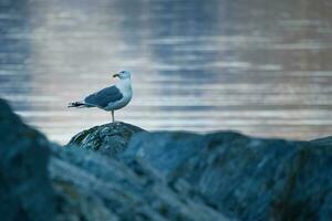 seagull standing on a rock by the fjord in Norway. Seabird in Scandinavia. Landscape photo