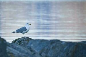 seagull standing on a rock by the fjord in Norway. Seabird in Scandinavia. Landscape photo