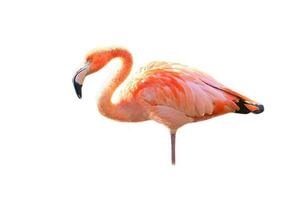 flamenco, aislado, separado, a editar. rosado rojo pájaro. elegante plumaje. tropical pájaro foto
