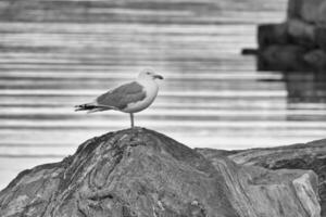 Gaviota en pie en un rock por el fiordo en Noruega. ave marina en Escandinavia. paisaje foto