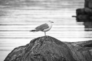 Gaviota en pie en un rock por el fiordo en Noruega. ave marina en Escandinavia. paisaje foto