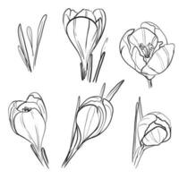 Crocus hand-drawn illustration. Black and white vector drawing of saffron crocus isolated on white w background. Blooming spring flower botanical illustration - Crocus sativus