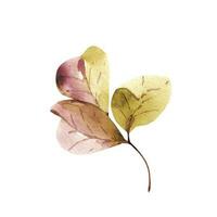 leaf of plant  illustration watercolor, hand painted. vector