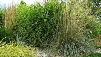 Decorative Grasses In Summer Garden. video