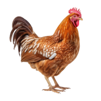 frango galinha isolado em transparente fundo ai gerado png