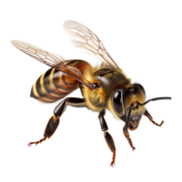 mon chéri abeille sur isolé Contexte ai généré png