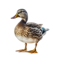 Pato isolado em transparente fundo ai gerado png