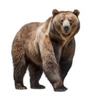 Bear isolated on transparent background png
