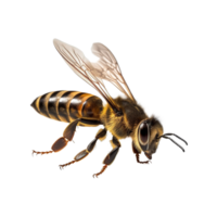 Honey bee on isolated background png