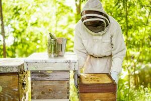 Beekeeper is examining his beehives in forest. Beekeeping professional occupation. photo