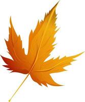 Realistic brown maple leaf. vector