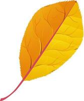 Illustration of golden leaf. vector