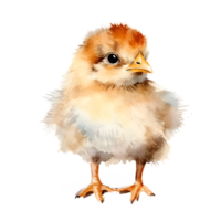 Baby Chick Chicken Watercolor Clipart png