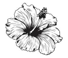 hibisco ilustrado en contorno estilo. flor mano dibujado ilustración colección para floral diseño. un elemento decoración para Boda invitación, saludo tarjeta, tatuaje, vector