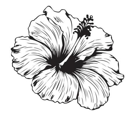 Hibiscus Vector Art, Icons, and Graphics for Free Download