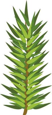 Isolated fir tree branch in green color.