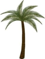 Isolated palm tree in green and brown color. vector