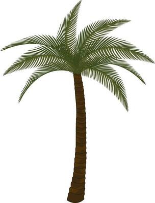 Isolated palm tree in green and brown color.