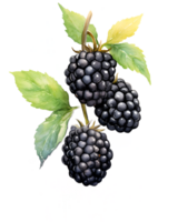 Brombeeren Aquarell Clip Art ai generiert png