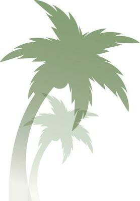 Green coconut tree on shadow white background.