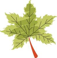 Flat illustration of a maple leaf. vector